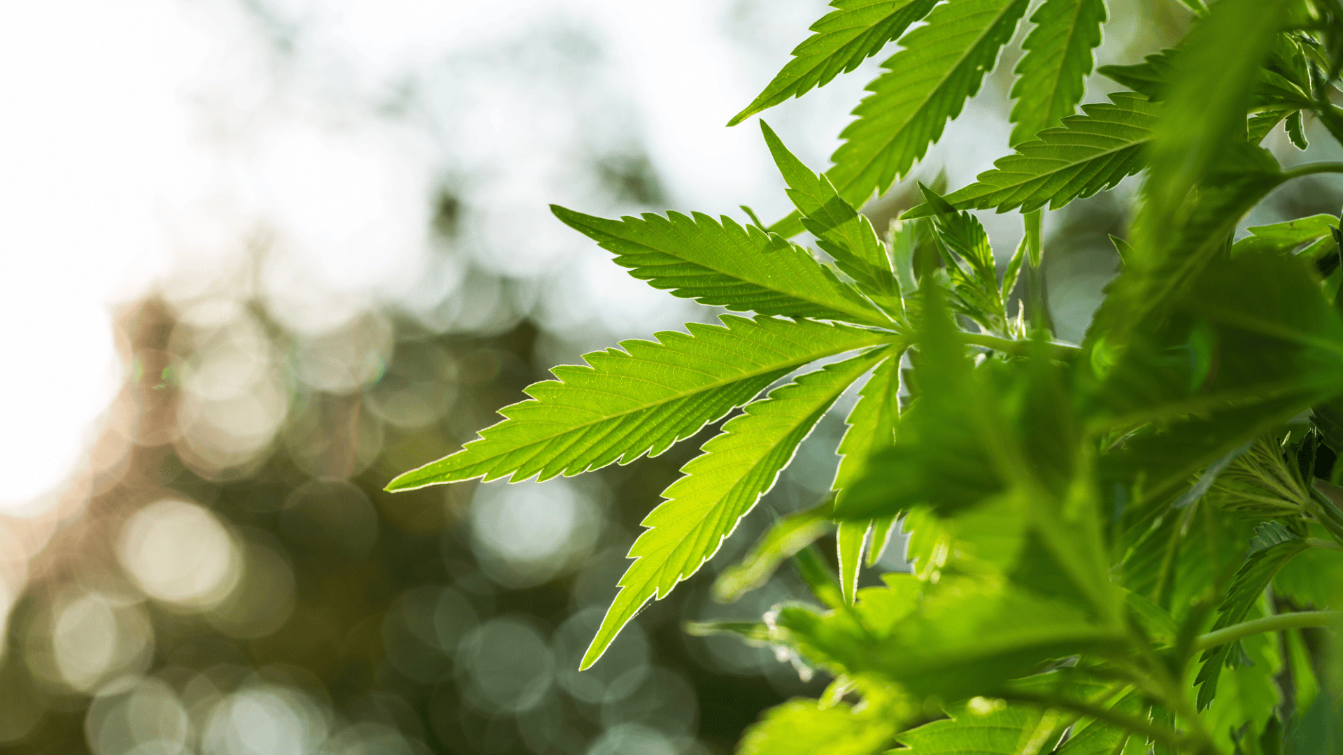 Close-up of lush cannabis leaves basking in sunlight, set against a softly blurred natural backdrop, perfect for highlighting in an eco-friendly brochure.